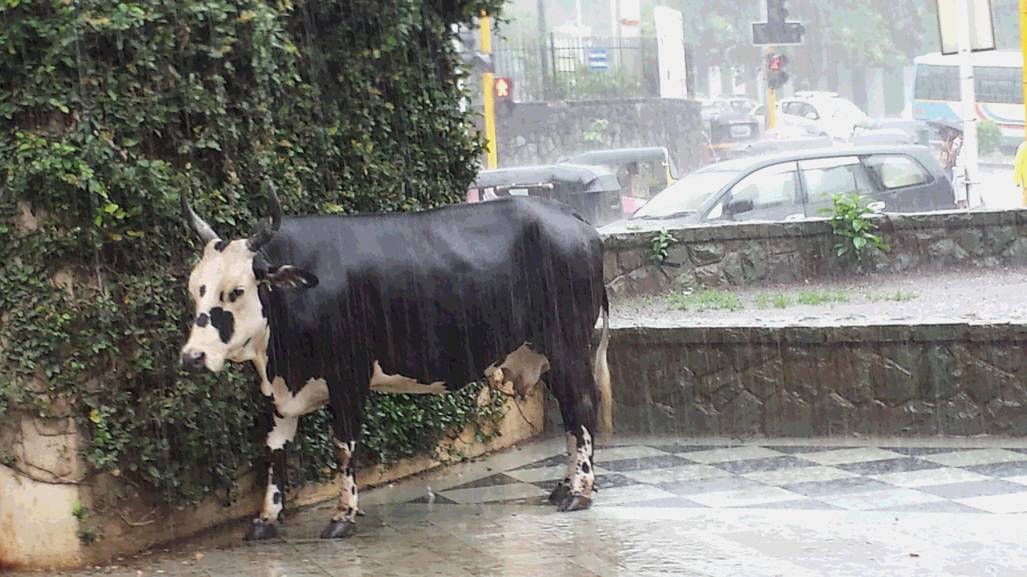 ムンバイ　ポワイ牛